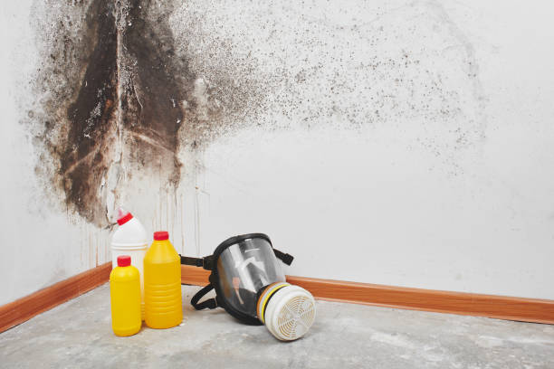 Best Toxic Mold Removal  in Stanhope, NJ