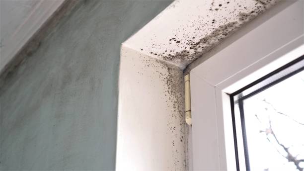 Best Fast Mold Removal  in Stanhope, NJ