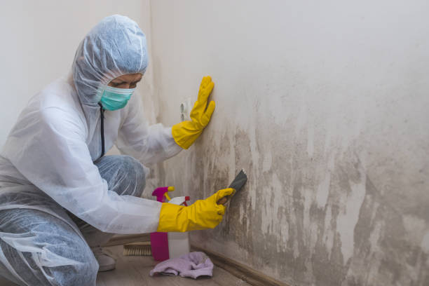 Best Mold Damage Repair  in Stanhope, NJ