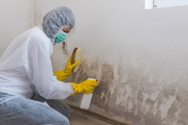 Best Local Mold Removal Service  in Stanhope, NJ