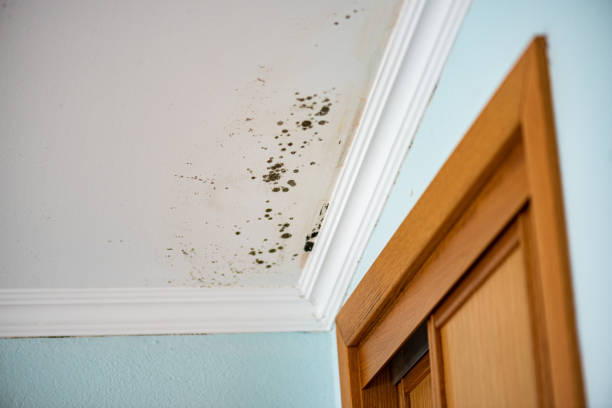 Mold Testing and Removal in Stanhope, NJ