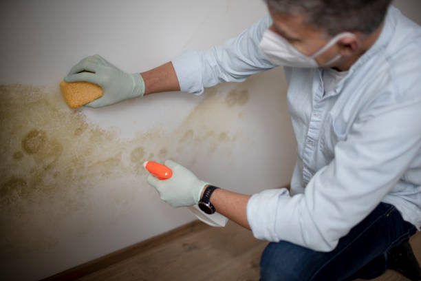 Best Commercial Mold Removal  in Stanhope, NJ