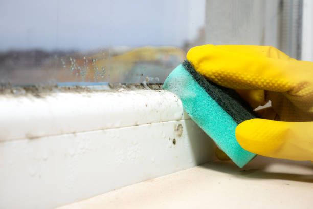 Mold Testing and Removal