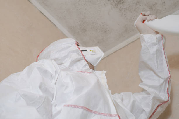 Best Certified Mold Removal  in Stanhope, NJ