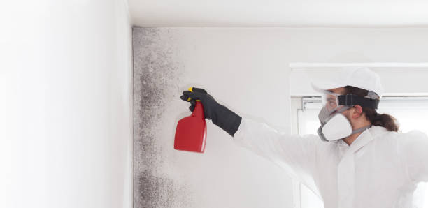 Best Residential Mold Removal  in Stanhope, NJ