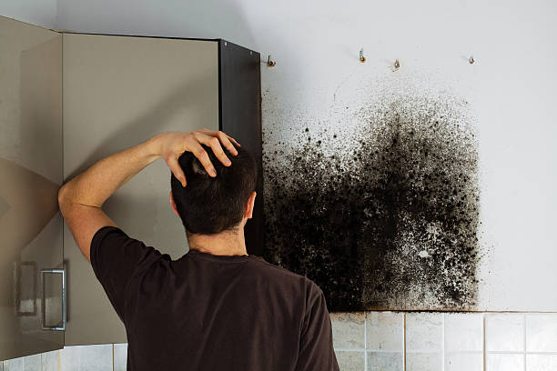 Best Mold Removal Near Me  in Stanhope, NJ