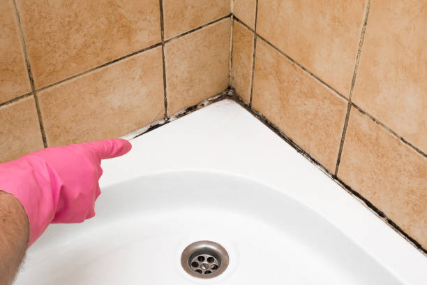 Best Emergency Mold Removal  in Stanhope, NJ